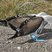 Blue-footed Booby
